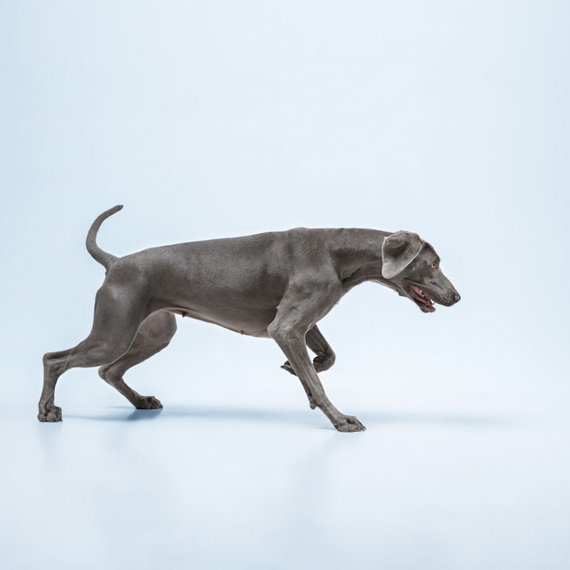 Студийный снимок собаки веймаранера, изолированной на синем