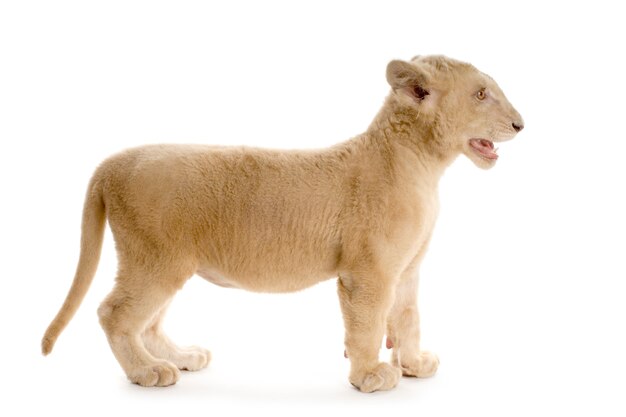 Studio shot of a white Lion Cub in front of a white background