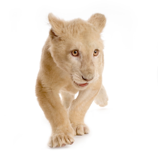 Studio shot of a white Lion Cub in front of a white background