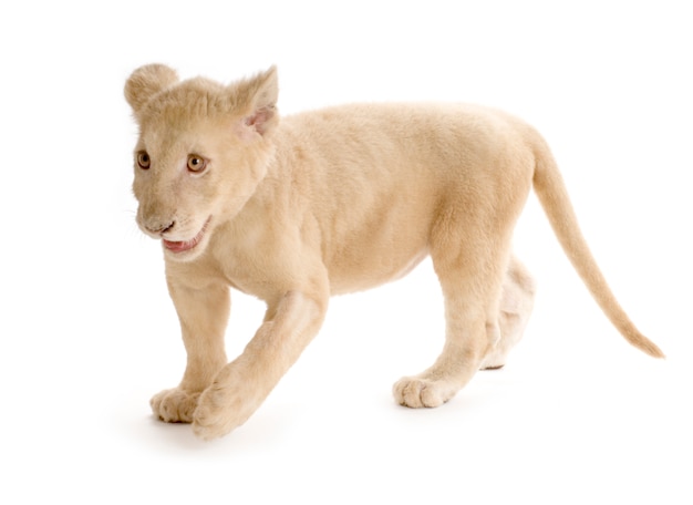 Studio shot of a white Lion Cub in front of a white background