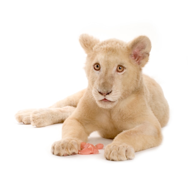 Studio shot of a white Lion Cub in front of a white background