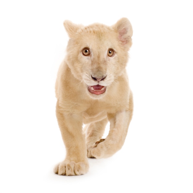 Studio shot of a white Lion Cub in front of a white background