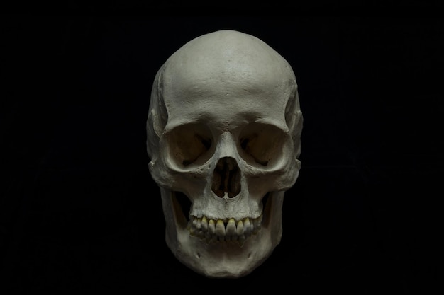 Studiofoto van menselijke schedel