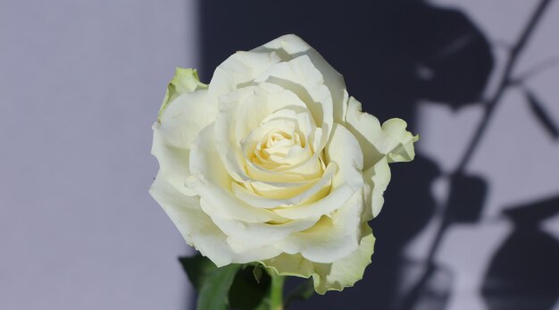 studiofoto van witte roos met selectieve focus geïsoleerd op zachte grijze achtergrond