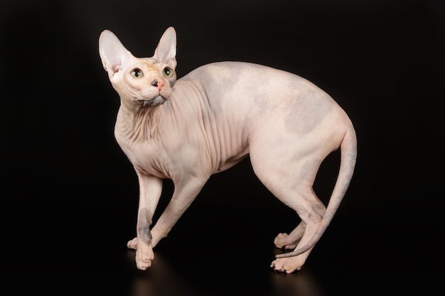 Studiofotografie van de don sphynx kat op een gekleurde achtergrond