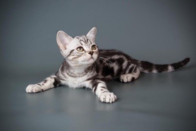 Studiofotografie van een Amerikaanse korthaar kat op een gekleurde achtergrond