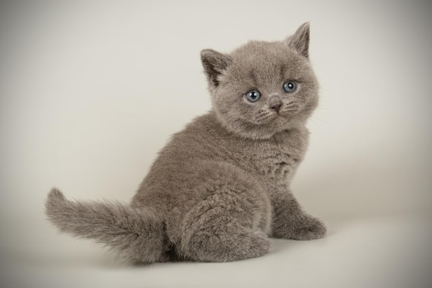 Studiofotografie van een britse korthaar kat op een gekleurde achtergrond