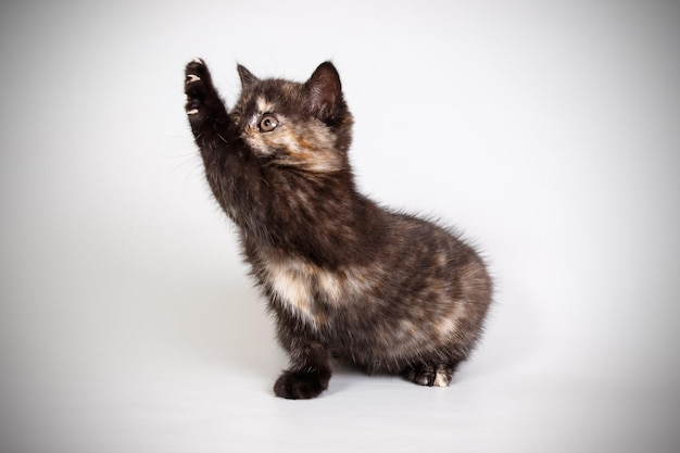 Studiofotografie van een britse korthaar kat op een gekleurde achtergrond