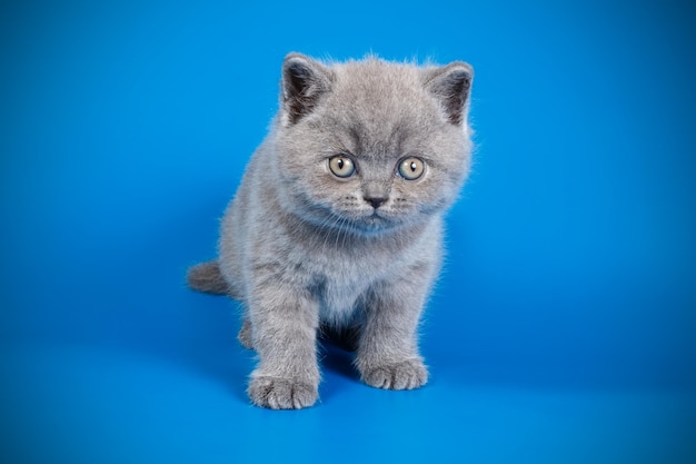 Studiofotografie van een britse korthaar kat op een gekleurde achtergrond