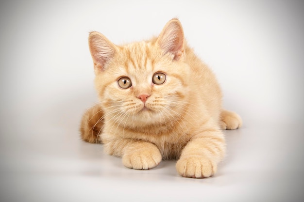 Studiofotografie van een britse korthaar kat op een gekleurde achtergrond