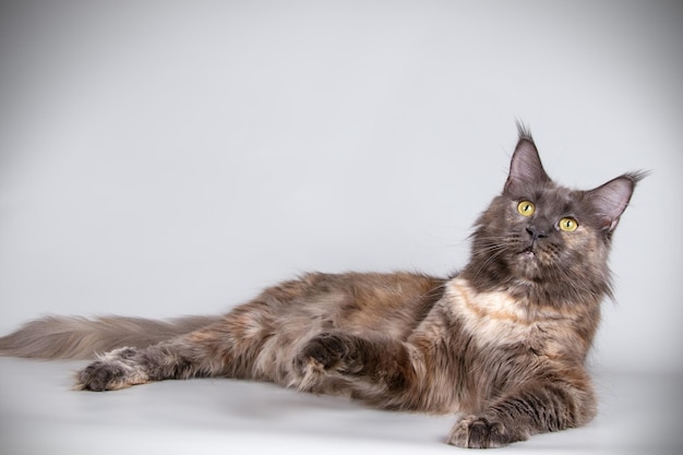 Studiofotografie van een Maine Coon kat op een gekleurde achtergrond