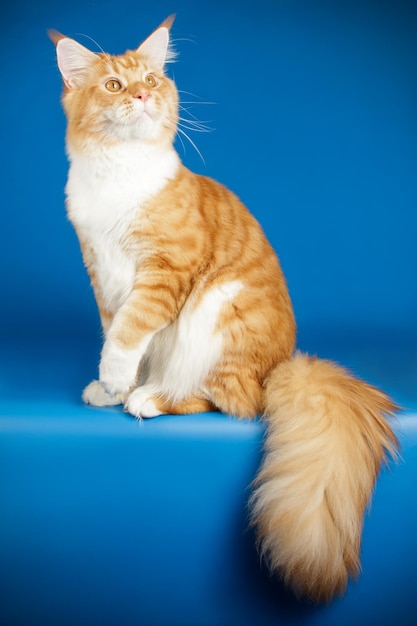 Studiofotografie van een Maine Coon kat op een gekleurde achtergrond