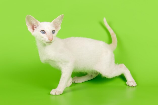 Studiofotografie van een oosterse kat op een gekleurde achtergrond