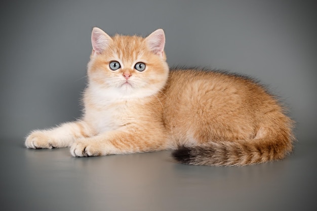 Studiofotografie van een Schotse rechte korthaar kat op een gekleurde achtergrond