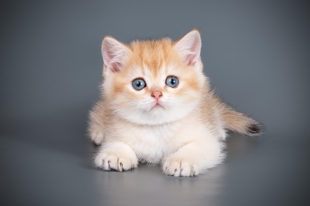 Studiofotografie van een Schotse rechte korthaar kat op een gekleurde achtergrond