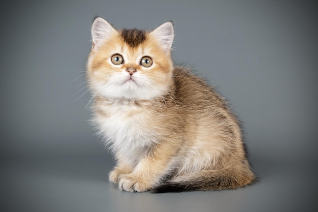 Studiofotografie van een Schotse rechte korthaar kat op een gekleurde achtergrond