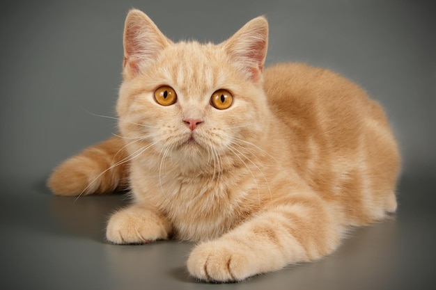 Studiofotografie van een Schotse rechte korthaar kat op een gekleurde achtergrond