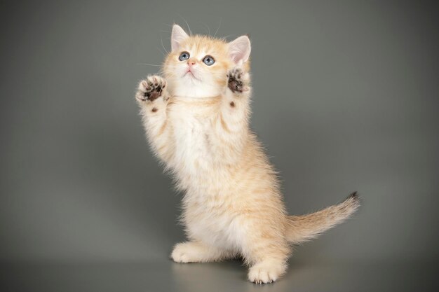 Studiofotografie van een Schotse rechte korthaar kat op een gekleurde achtergrond