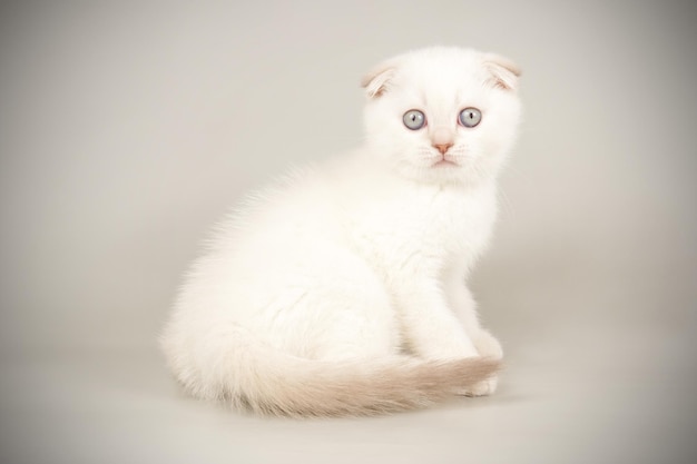 Studiofotografie van een scottish fold shorthair kat op een gekleurde achtergrond