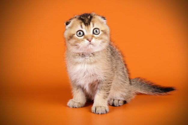 Studiofotografie van een scottish fold shorthair kat op een gekleurde achtergrond