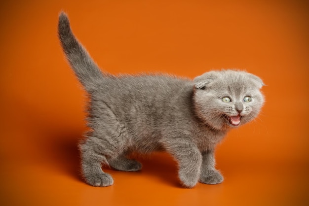 Studiofotografie van een scottish fold shorthair kat op een gekleurde achtergrond