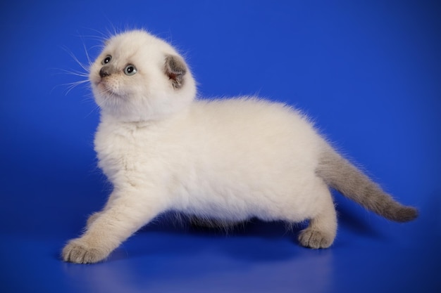 Studiofotografie van een scottish fold shorthair kat op een gekleurde achtergrond