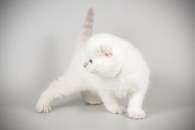 Studiofotografie van een scottish fold shorthair kat op een gekleurde achtergrond