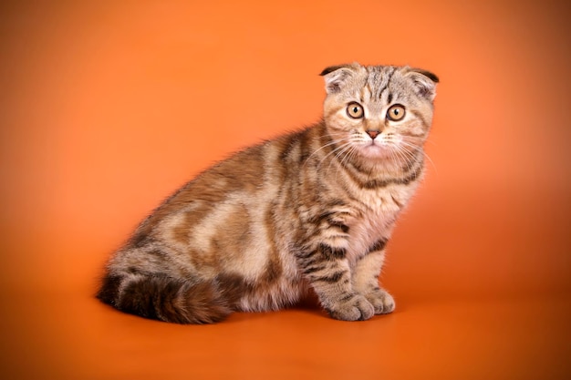 Studiofotografie van een scottish fold shorthair kat op een gekleurde achtergrond