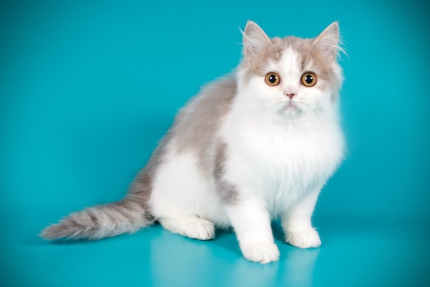 Studiofotografie van highland straight cat op gekleurde achtergronden