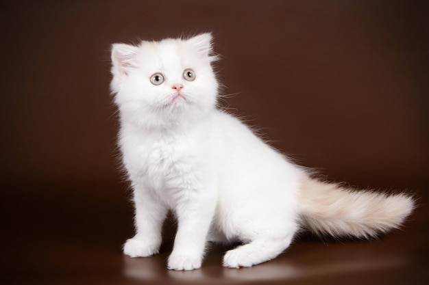 Studiofotografie van highland straight cat op gekleurde achtergronden