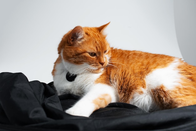 Studioportret van aanbiddelijke grappige rode en witte kat die op zwarte studioreflector close-upmening koelt