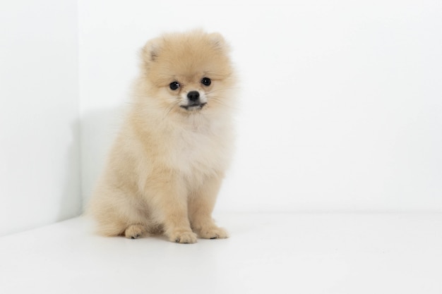 Studioportret van de hond Pomeranian