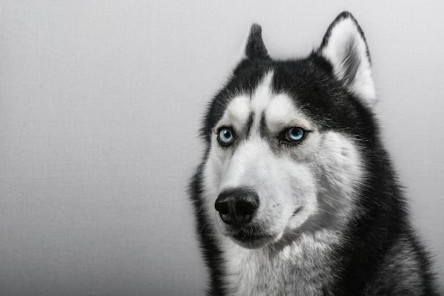 Studioportret van een blauwogige Siberische husky hond op een grijze achtergrond