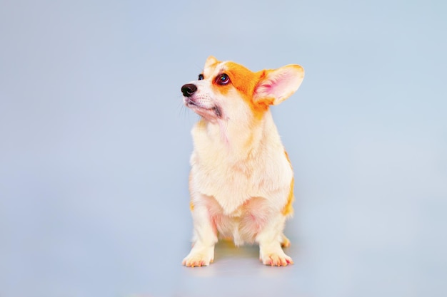 Studioportret van een corgi-hond op een lichte achtergrond