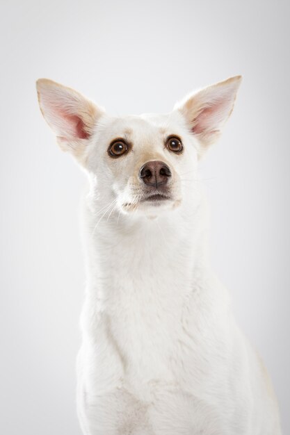 Studioportret van een expressieve bastaardhond tegen een witte achtergrond