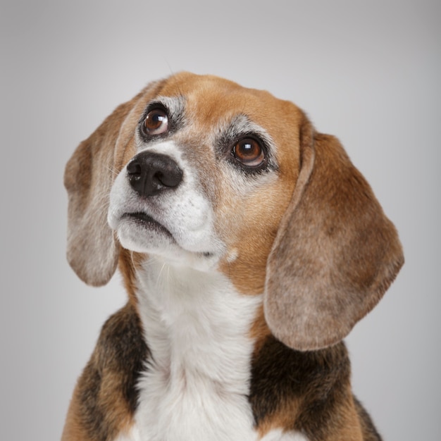 Studioportret van een expressieve Beagle-hond tegen een neutrale achtergrond