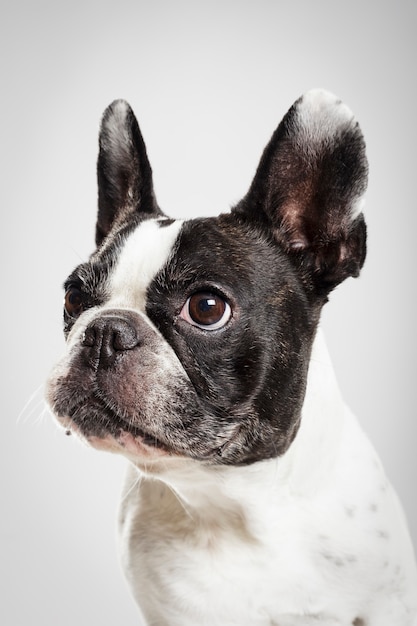 Studioportret van een expressieve Franse Bulldog-hond tegen een neutrale achtergrond