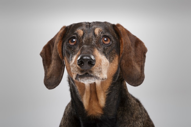 Studioportret van een expressieve Teckel-hond tegen een neutrale achtergrond