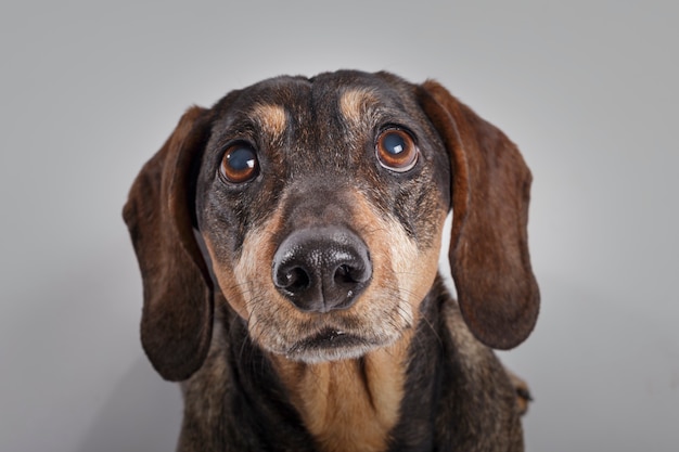 Studioportret van een expressieve Teckel-hond tegen een neutrale achtergrond