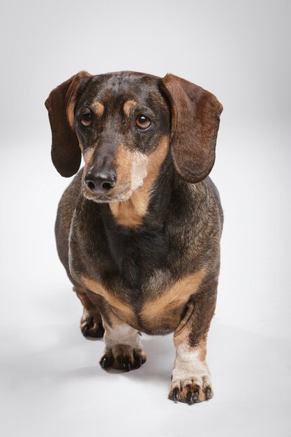 Studioportret van een expressieve Teckel-hond tegen een neutrale achtergrond