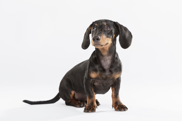 Studioportret van een expressieve Teckel-hond tegen een witte achtergrond