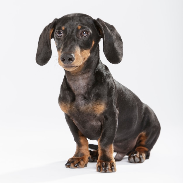 Studioportret van een expressieve Teckel-hond tegen een witte achtergrond