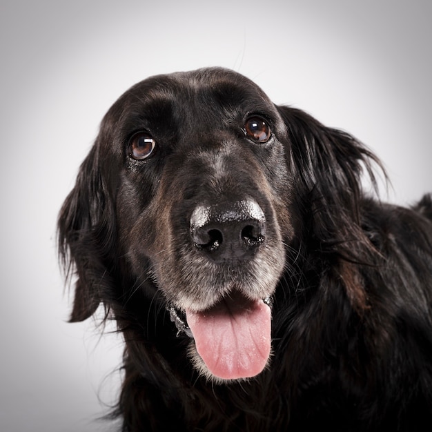 Studioportret van een expressieve zwarte Engelse setterhond tegen een witte achtergrond