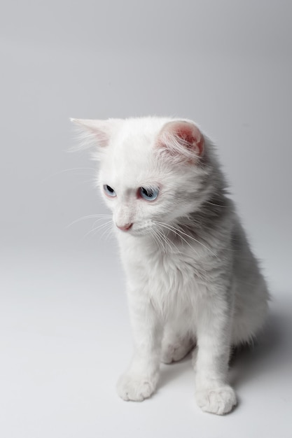 Studioportret van wit katje met blauwe ogen op witte achtergrond