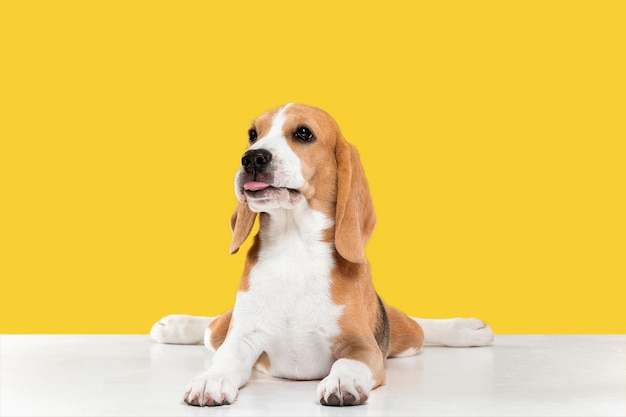 Studioschot van beaglepuppy op gele studioachtergrond