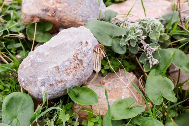 Study of plants Plant Arizarum scientific name Arisarum vulgare grows in the mountains in a natural habitat