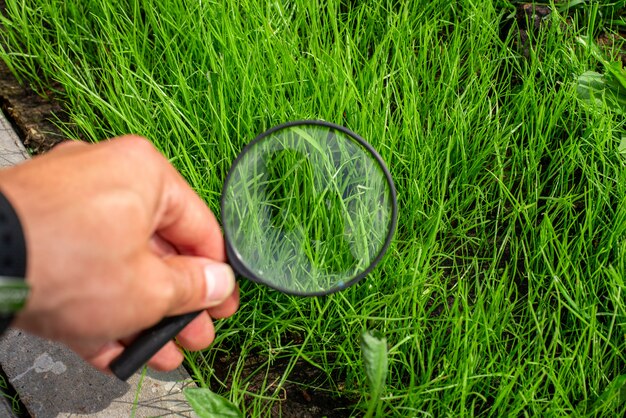 Studying of a green grass through a magnifying glass in a male hand