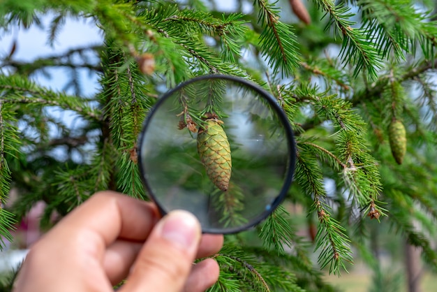 Studying of the pine cone through a magnifying glass in a male hand