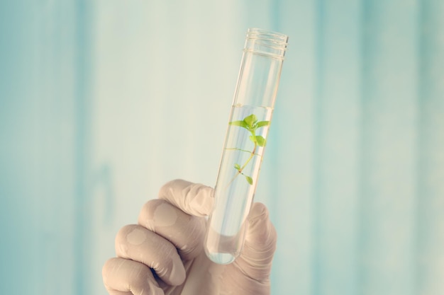 studying plants in the laboratory Growing GMOs in the laboratory Female hand in glove holding test tube with plant on blue background