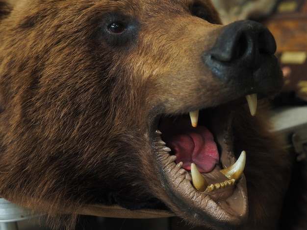 ぬいぐるみ 口を開けたヒグマの頭 牙を持つ動物の笑顔 邪悪な捕食者